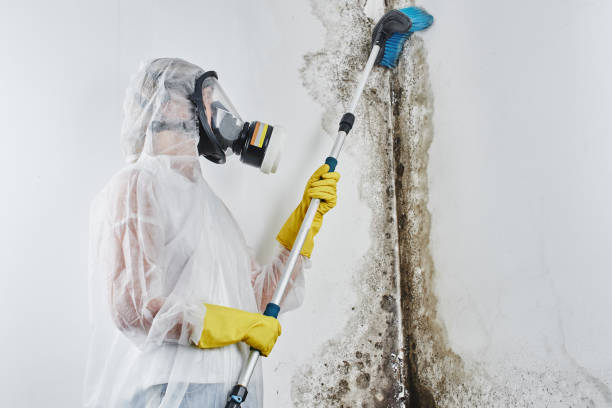 Best Residential Mold Removal  in Coeburn, VA