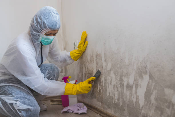 Best Local Mold Removal Service  in Coeburn, VA