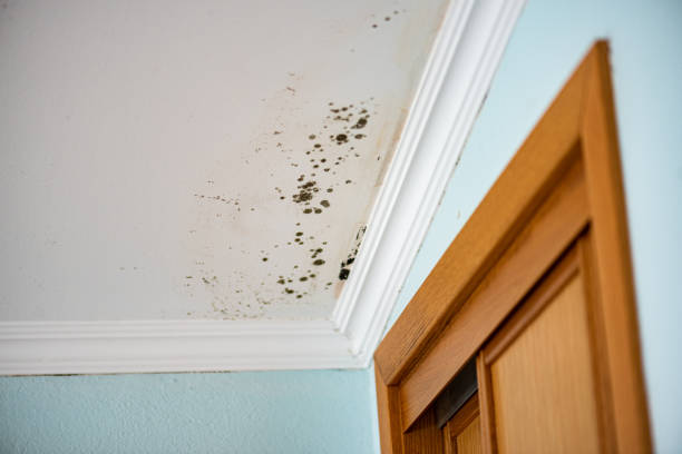 Professional Mold Removal in Coeburn, VA