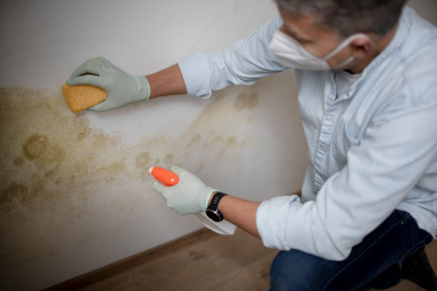 Best Toxic Mold Removal  in Coeburn, VA