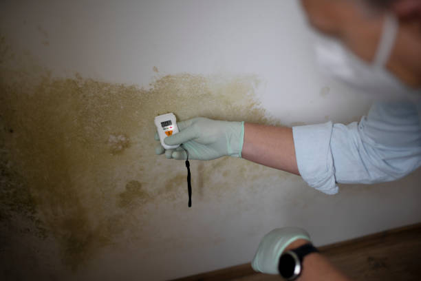 Best Black Mold Removal  in Coeburn, VA