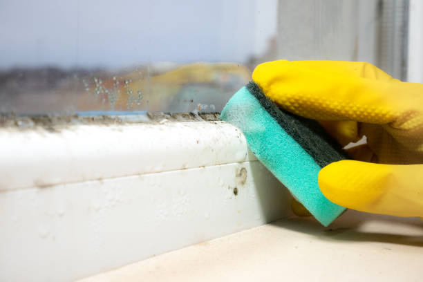 Best Attic Mold Removal  in Coeburn, VA