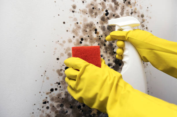 Best Attic Mold Removal  in Coeburn, VA