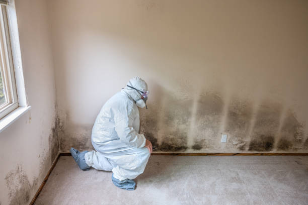 Best Mold Testing  in Coeburn, VA