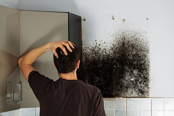 Attic Mold Removal in Coeburn, VA