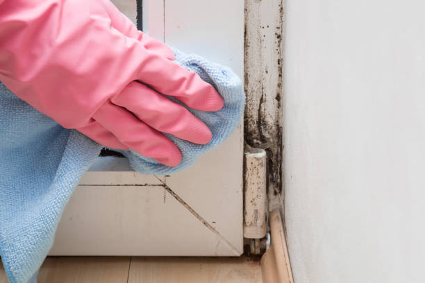 Best Fast Mold Removal  in Coeburn, VA