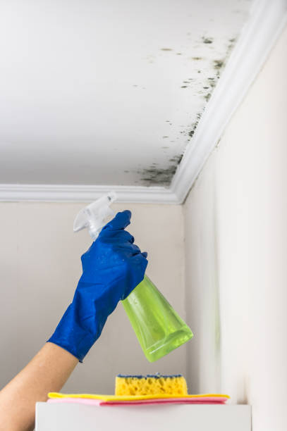 Best Home Mold Removal  in Coeburn, VA